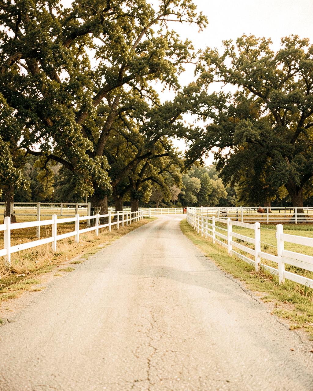 Country road with white board fencing and pasture in Thompson's Station